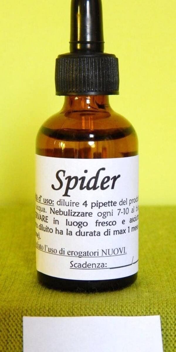 Alternative view of SPIDER | Rimedio naturale contro ragni e vespe muratrici