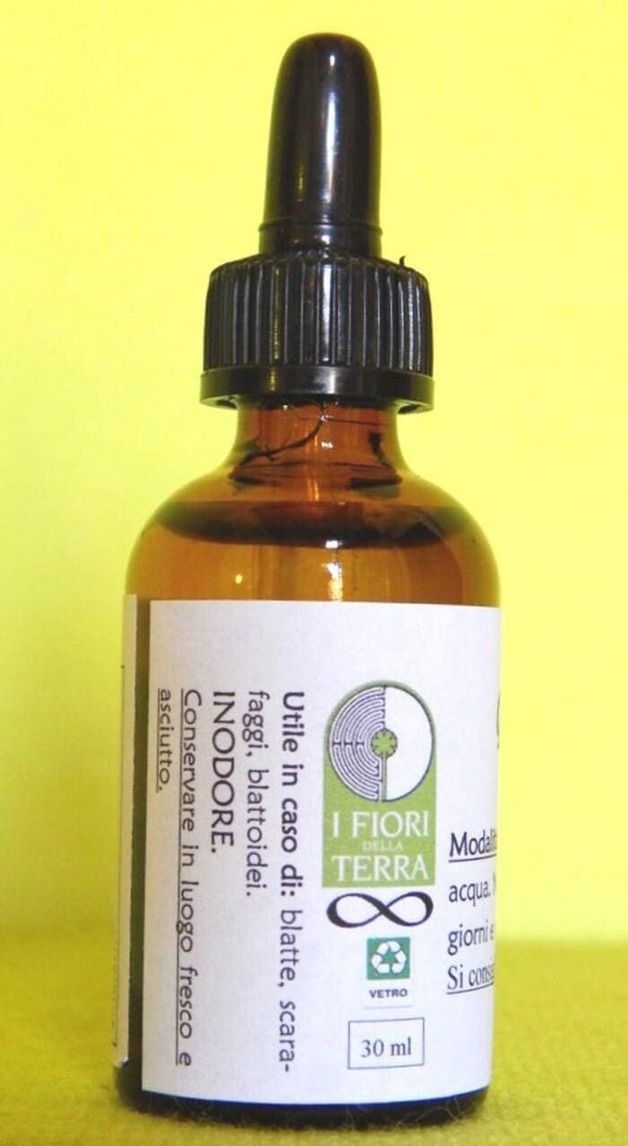 BLATTOIDEA | Rimedio naturale contro scarafaggi e blatte - immagine 3