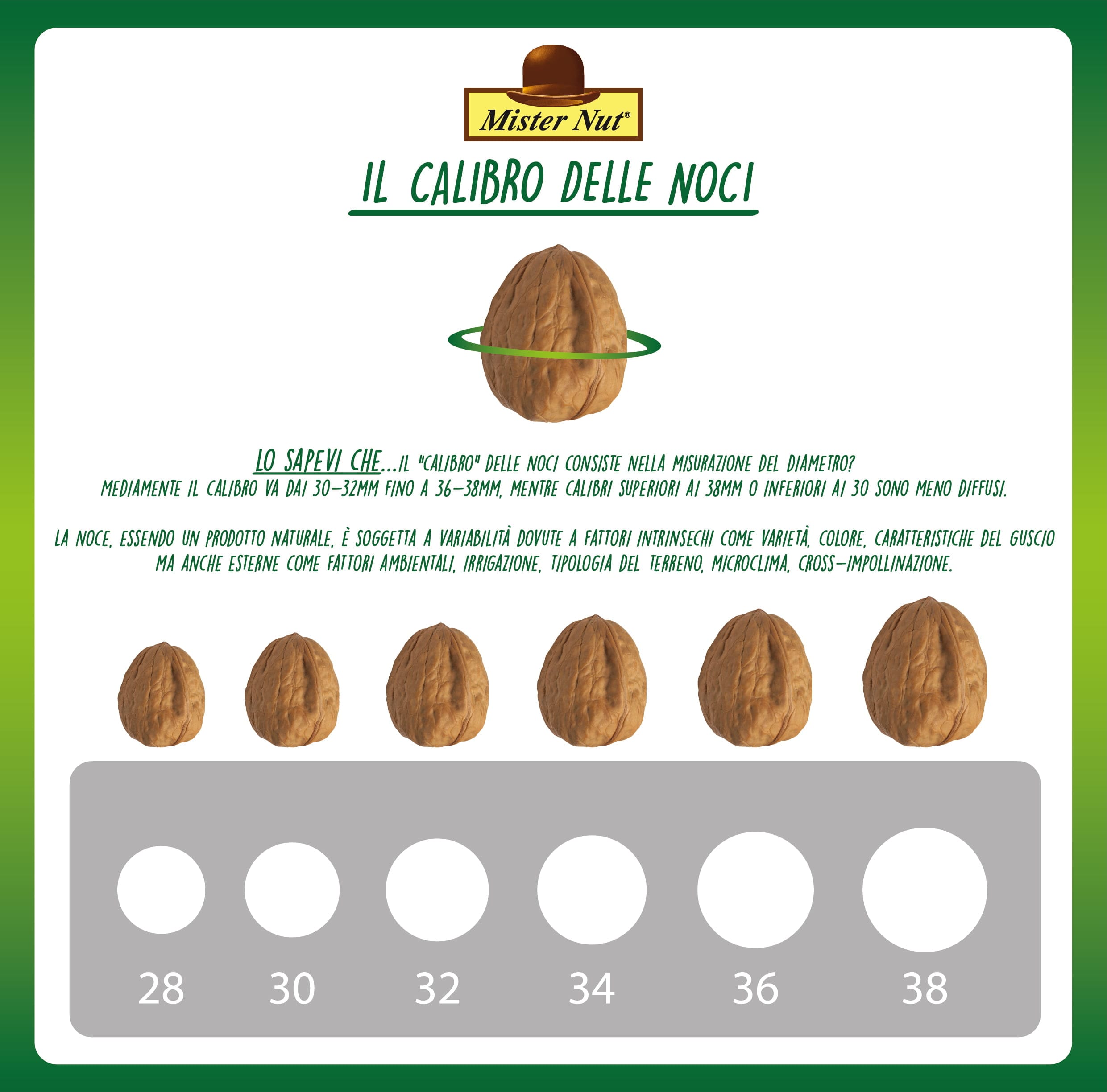 Noci in Guscio di Romagna – Calibro 30mm+ – Busta 500 gr - immagine 2